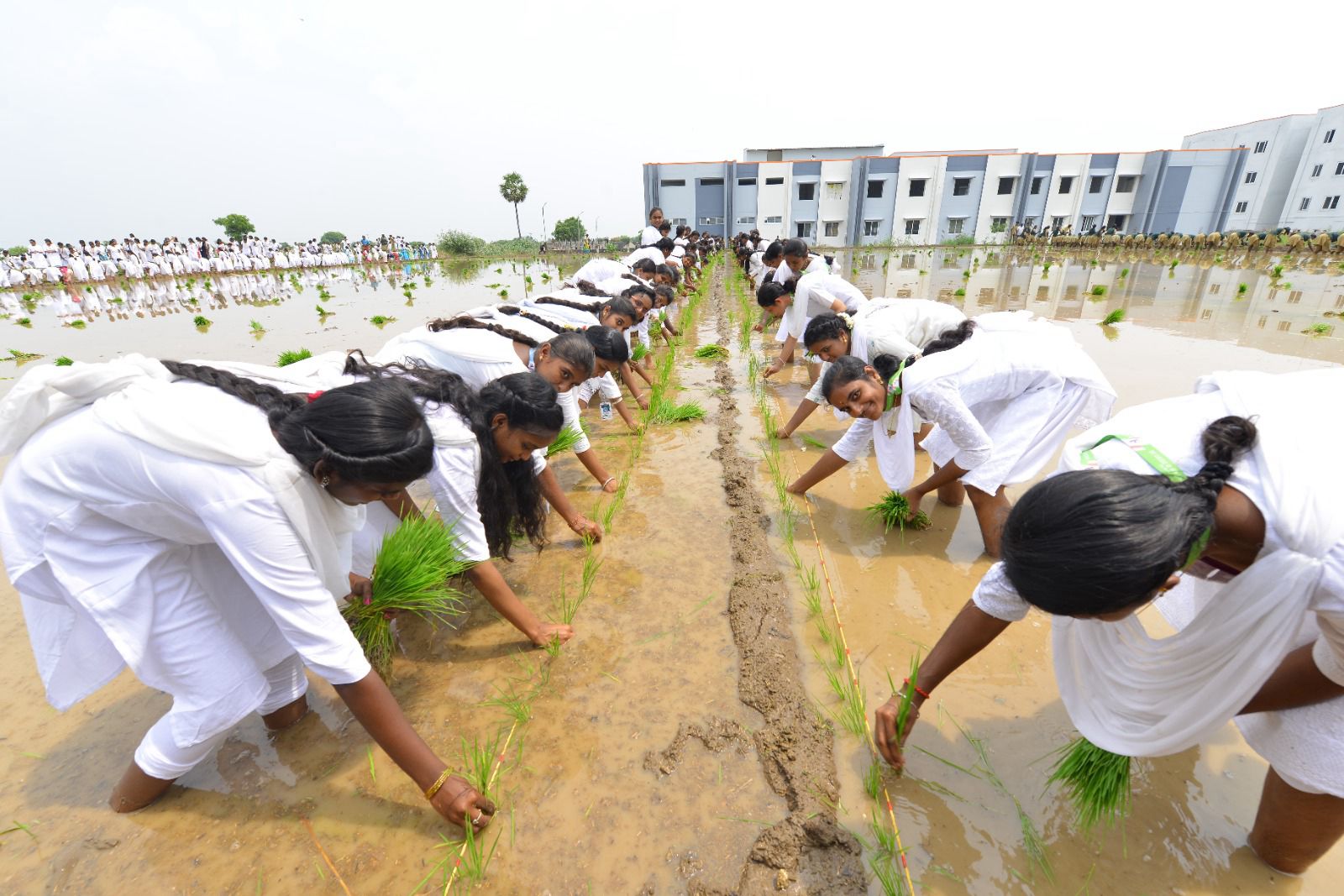 WORLD RECORD FOR PADDY SEEDLINGS TRANSPLANTING ON 174240 SQUARE FEET TO CREATE AWARENESS UNDER THE THEME "DON'T WASTE FOOD" BY 2000 COLLEGE STUDENTS